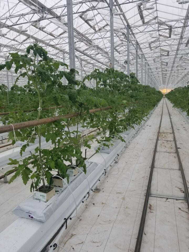 SPELAND Rockwool 10x10x6.5 cm